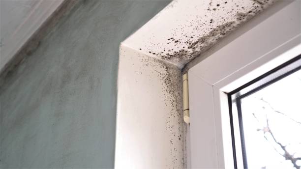 Best Kitchen Mold Remediation in Sacred Heart University, CT