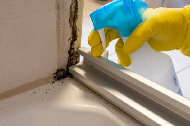 Best Black Mold Remediation in Sacred Heart University, CT