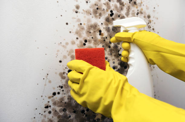 Best Preventive Mold Services in Sacred Heart University, CT
